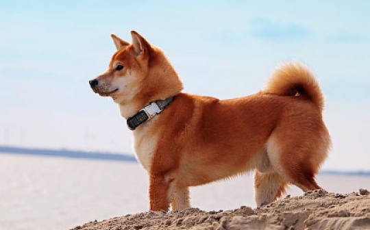 金色观察 | 不吹不黑 Shiba Inu (SHIB) 拿什么证明自己