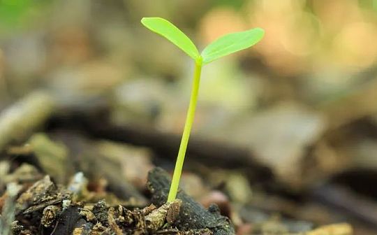 SeedClub：顶级Web3加速器的前世今生