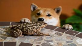 Meme 币 PEPE 和 SHIB 本周上涨两位数