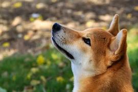 Shiba Inu，比特币相关性上升，因为 BTC 的目标是 25,000 美元