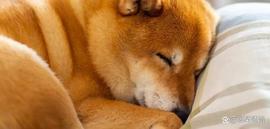 Baby Doge：Meme 币价在 7 天内上涨 125%