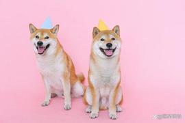 升级后的柴犬币（SHIB）会成为DOGE杀手吗？