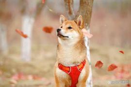 如果发生以下情况，柴犬（shib）的价格可能会上涨 15%