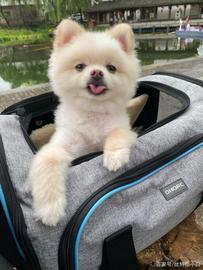 狗狗币的狂欢还好延续吗？