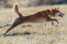 如果这种情况发生，狗狗币DOGE交易者可以进入空头头寸