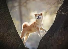 TA:推特上支持 Dogecoin 和 Shiba Inu