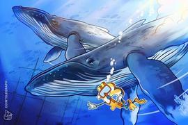 为什么比特币鲸鱼要增持 BTC？观看市场报告