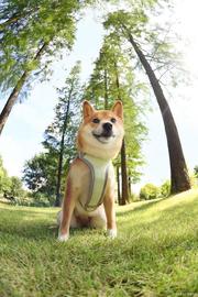 Floki Inu 在发布 Elon Musk 的推文后飙升 58.43%
