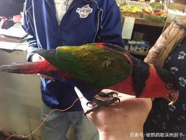 超市门口有人卖鹦鹉，报价15元人民币，吸蜜鹦鹉该不该买？