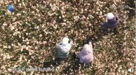 人民币竟然是棉花造的！从