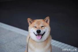 币圈最草根网红，“狗狗币”圈钱术，六字收割秘法揭秘