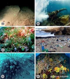 不断变化的海洋中的海洋生态系统恢复