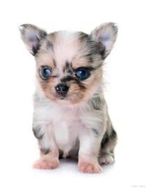 马斯克最爱的宝贝狗（Baby Doge）数字货币，为何能大涨？