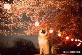 狗狗币：价值5500万美元的Meme硬币流动性的“大部分”支持DOGE