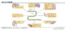 多肽合成试剂行业研究：迎加速发展机遇